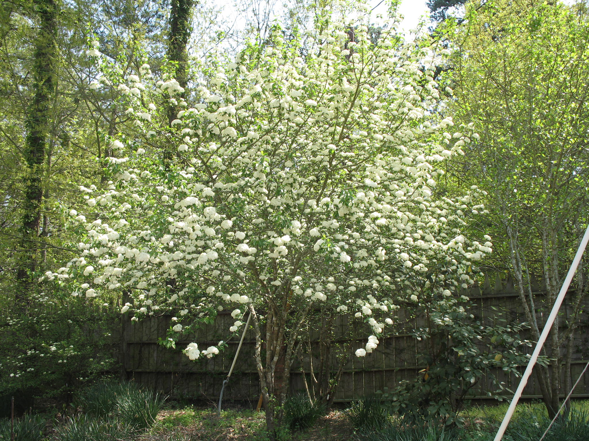 Online Plant Guide Viburnum prunifolium / Blackhaw Viburnum